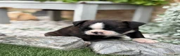 Boston Terrier dogs for sale: Keeth - Ad 17