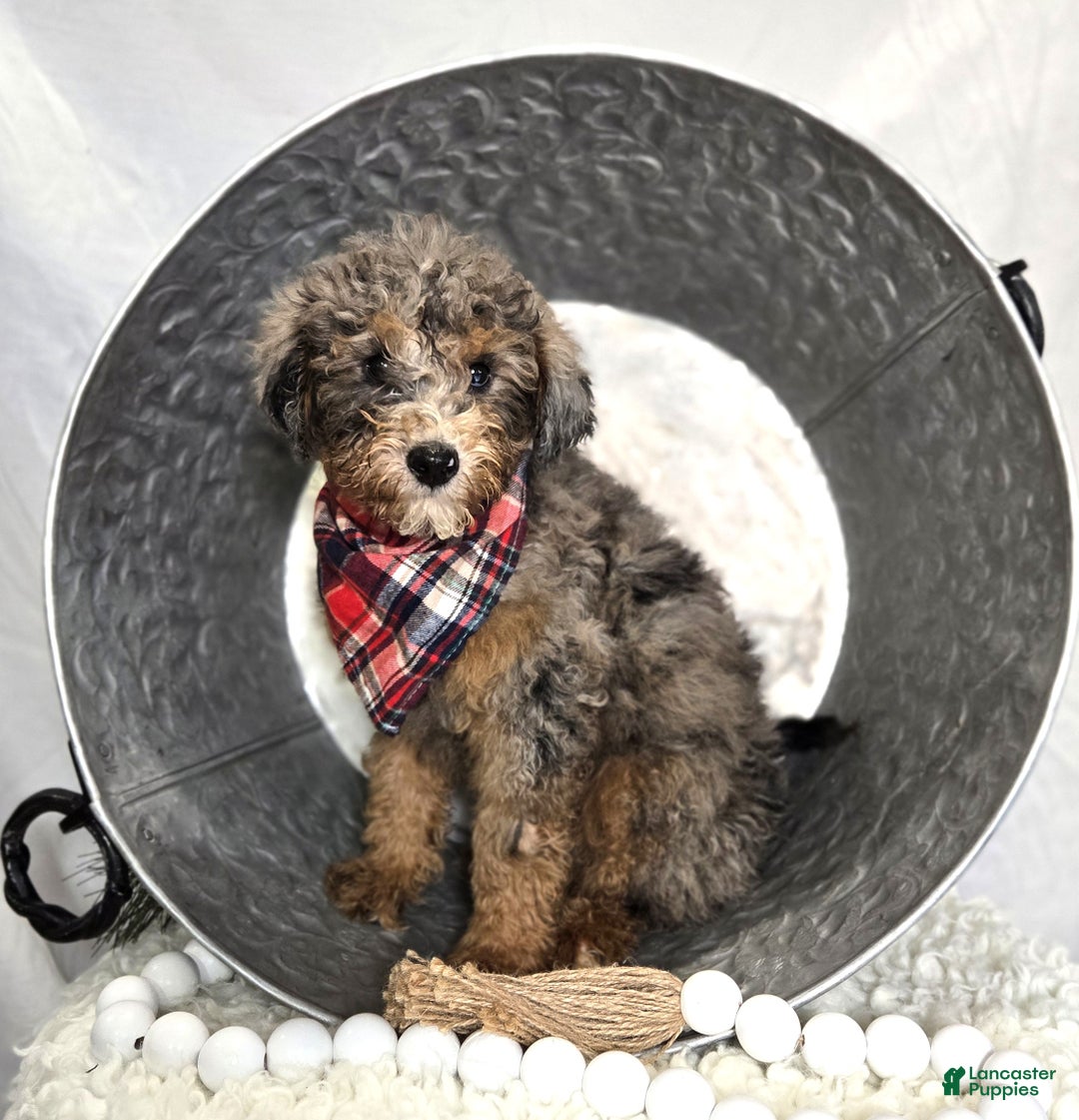 Mini Sheepadoodle dogs for sale: Juno - Ad 3