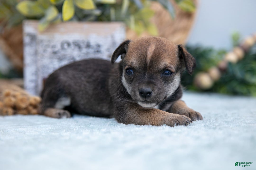 Nikki for sale in Mount Vernon Lancaster Puppies