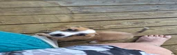 Mixed Breed dogs for sale: Benelli - Ad 4