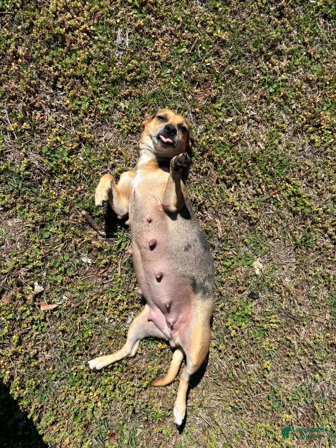 Jack Chi dogs for sale: Jack Chi Puppy 1 - Ad 2