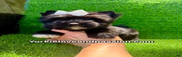Yorkshire Terrier dogs for sale: Yorkshire Terrier 1 - Ad 3