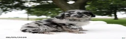 Mini Aussiedoodle dogs for sale: Pluto - Ad 3