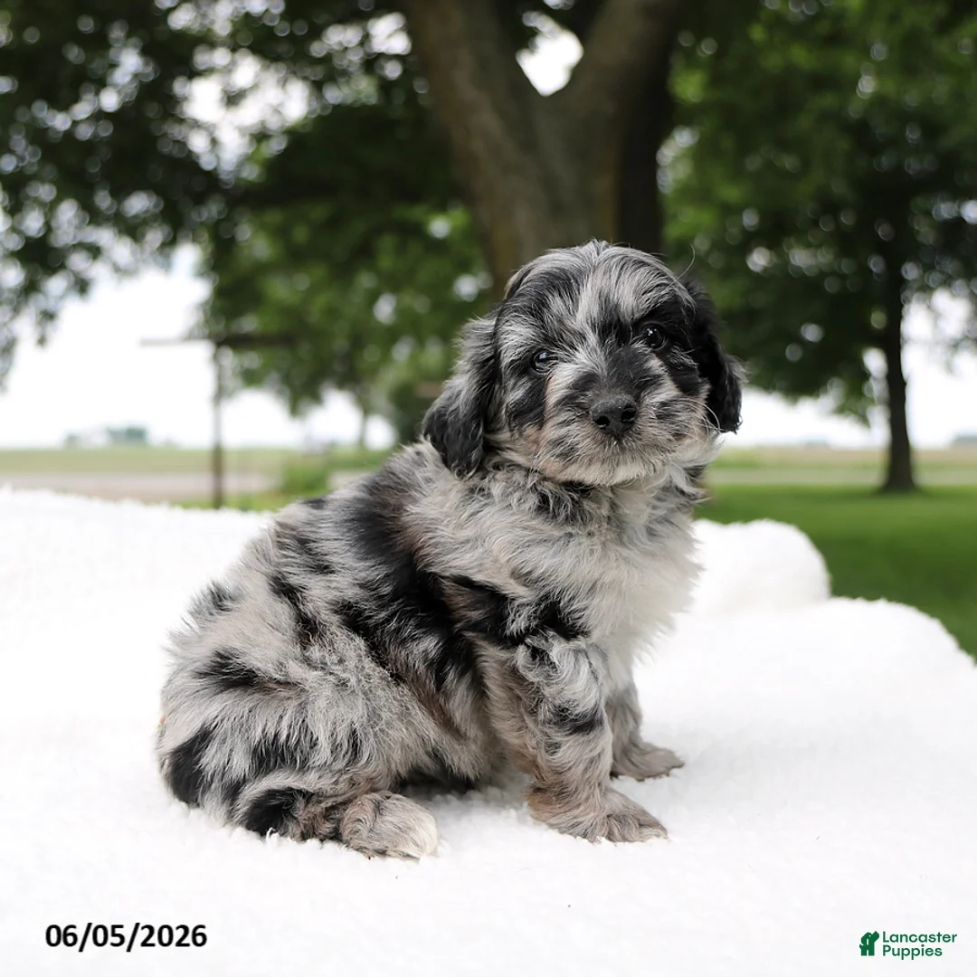 Mini Aussiedoodle dogs for sale: Pluto - Ad 3