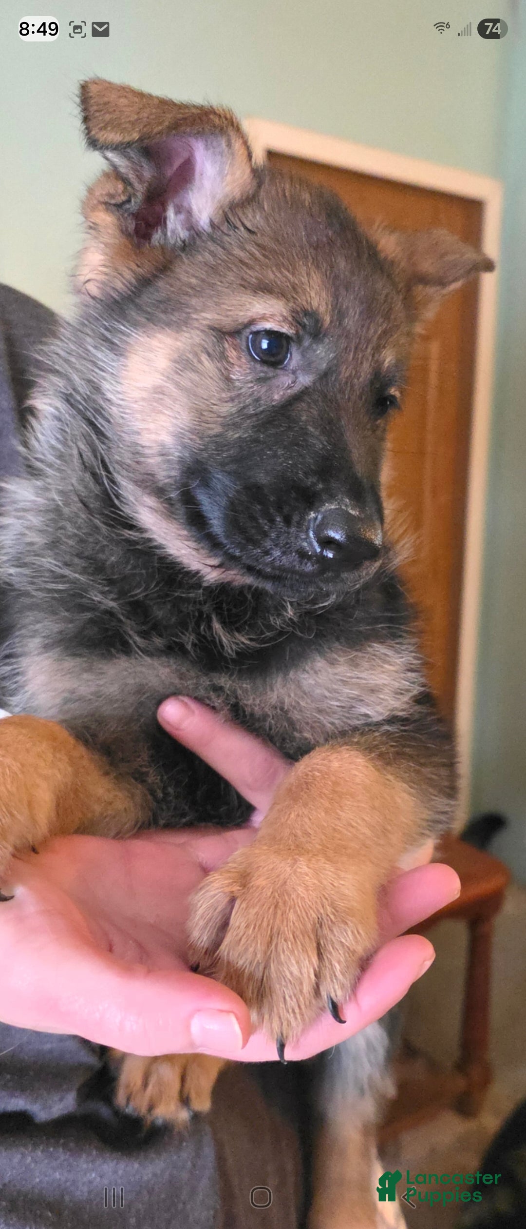 German Shepherd dogs for sale: German Shepherd Puppy 2 - Ad 6