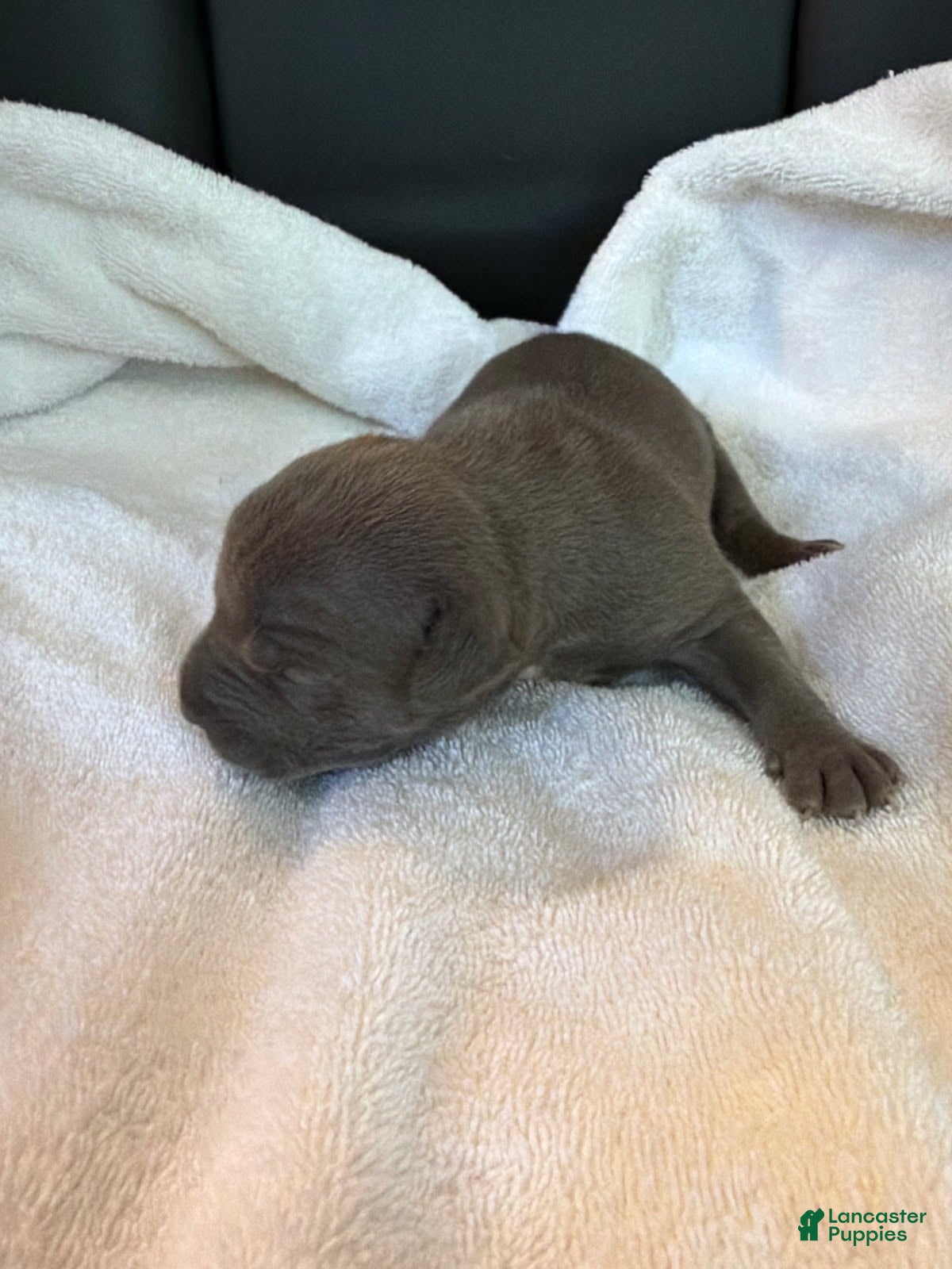 American Bully dogs Carol - Ad 1