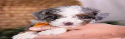 Mini Bernedoodle dogs for sale: Kricket - Ad 4