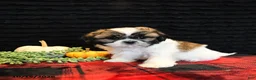 Shih Tzu dogs for sale: Benny - Ad 3