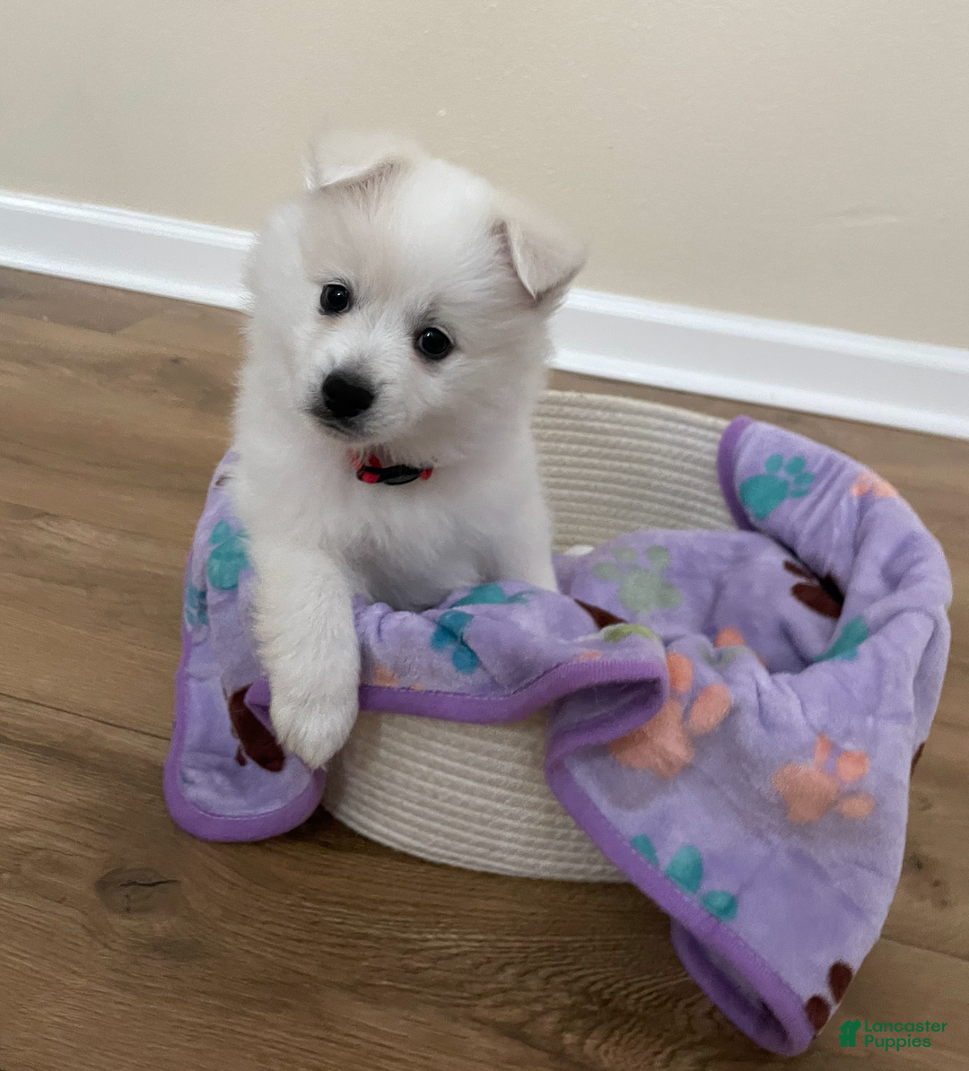 American Eskimo dogs for sale: Peppermint - Ad 2