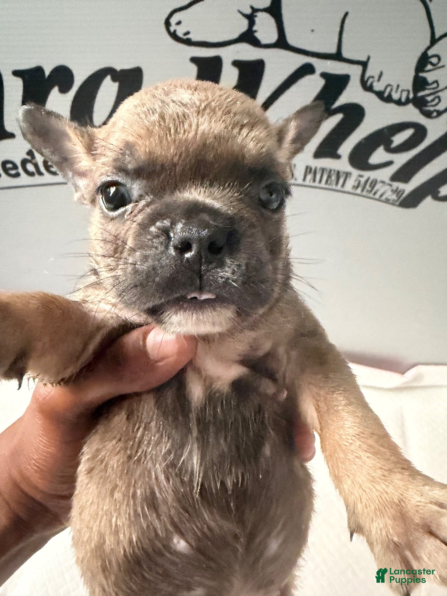 French Bulldog dogs French Bulldog 2 - Ad 6