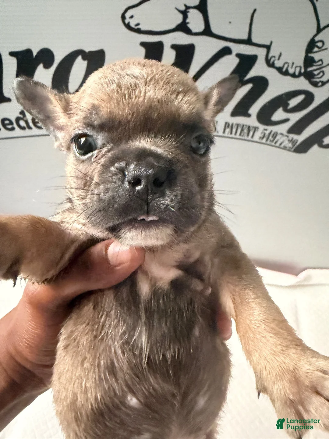 French Bulldog dogs for sale: French Bulldog 2 - Ad 1