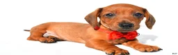 Miniature Dachshund dogs for sale: Joey - Ad 1