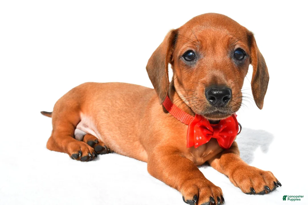 Miniature Dachshund dogs for sale: Joey - Ad 1