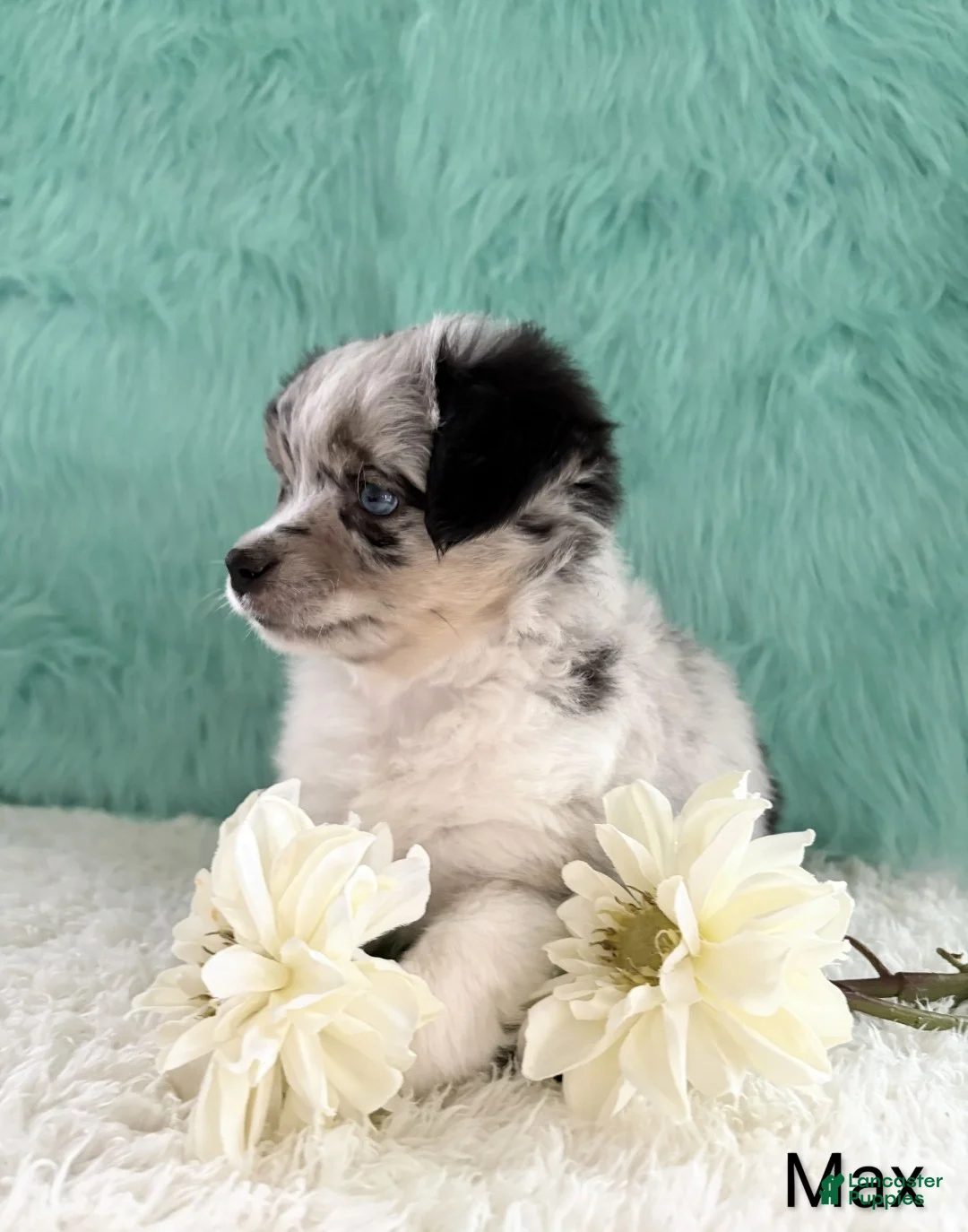 Miniature Australian Shepherd dogs for sale: Max - Ad 2