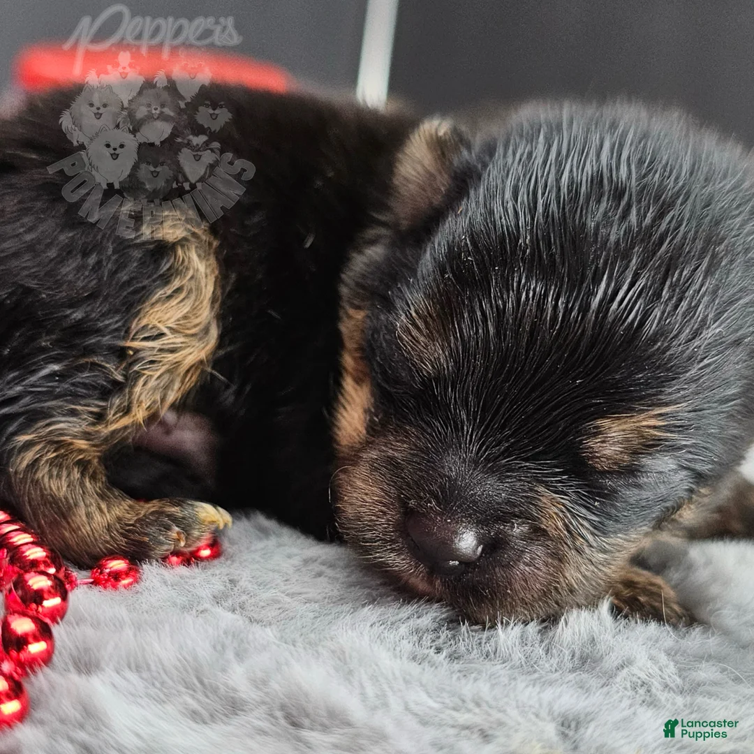 Pomeranian dogs for sale: Pepper's All Apologies - "Apollo" - Ad 1