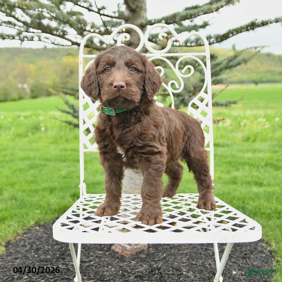 Labradoodle dogs for sale: Jackson - Ad 1