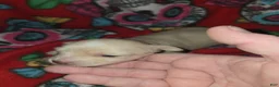 Chihuahua dogs for sale: Long Hair Cream Girl - Ad 1