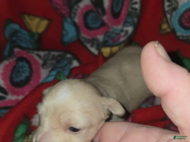 Chihuahua dogs for sale: Long Hair Cream Girl - Ad 1