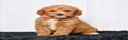 Mini Goldendoodle dogs for sale: Mr. Lionel - Ad 2