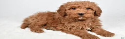 Mini Goldendoodle dogs for sale: Nicky - Ad 9