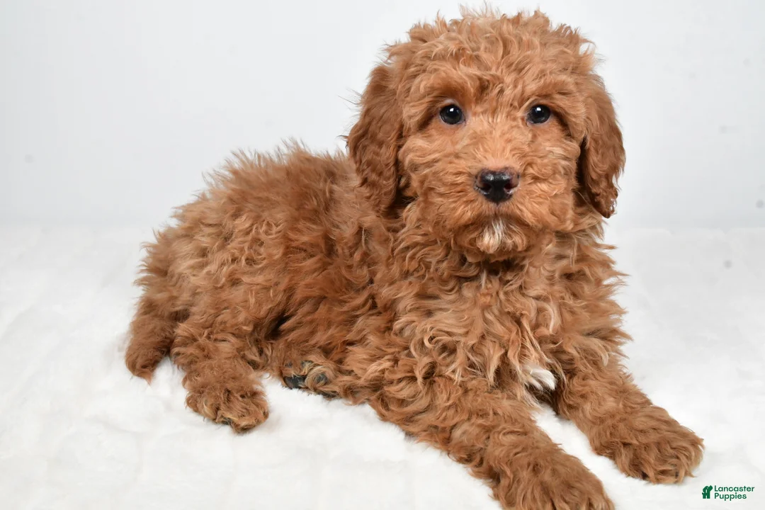 Mini Goldendoodle dogs for sale: Nicky - Ad 9