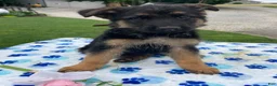 German Shepherd dogs for sale: Tyler - Ad 4