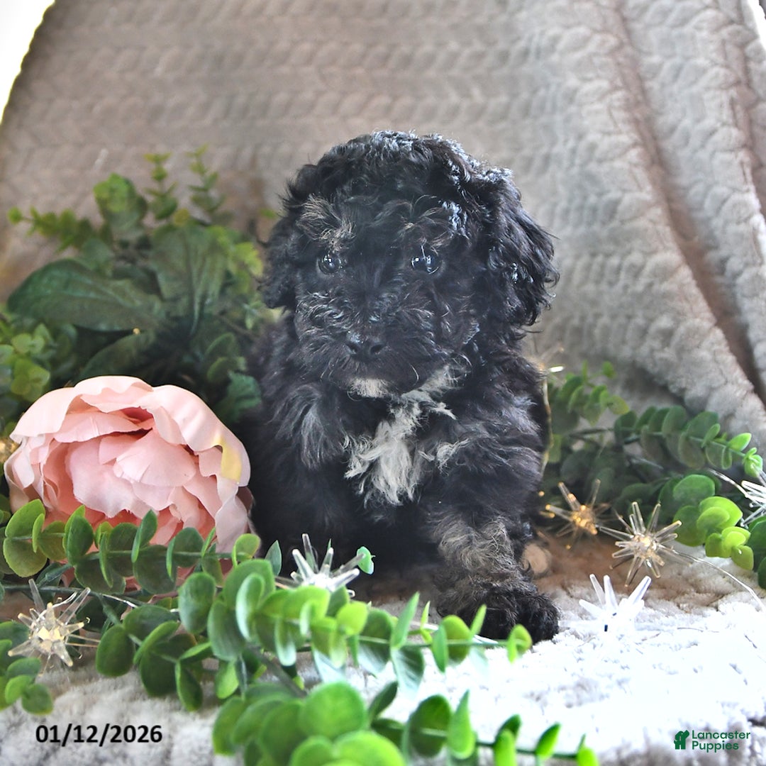 Bichpoo dogs for sale: Bijou - Ad 2