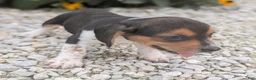 Beagle dogs for sale: Toast - Ad 4