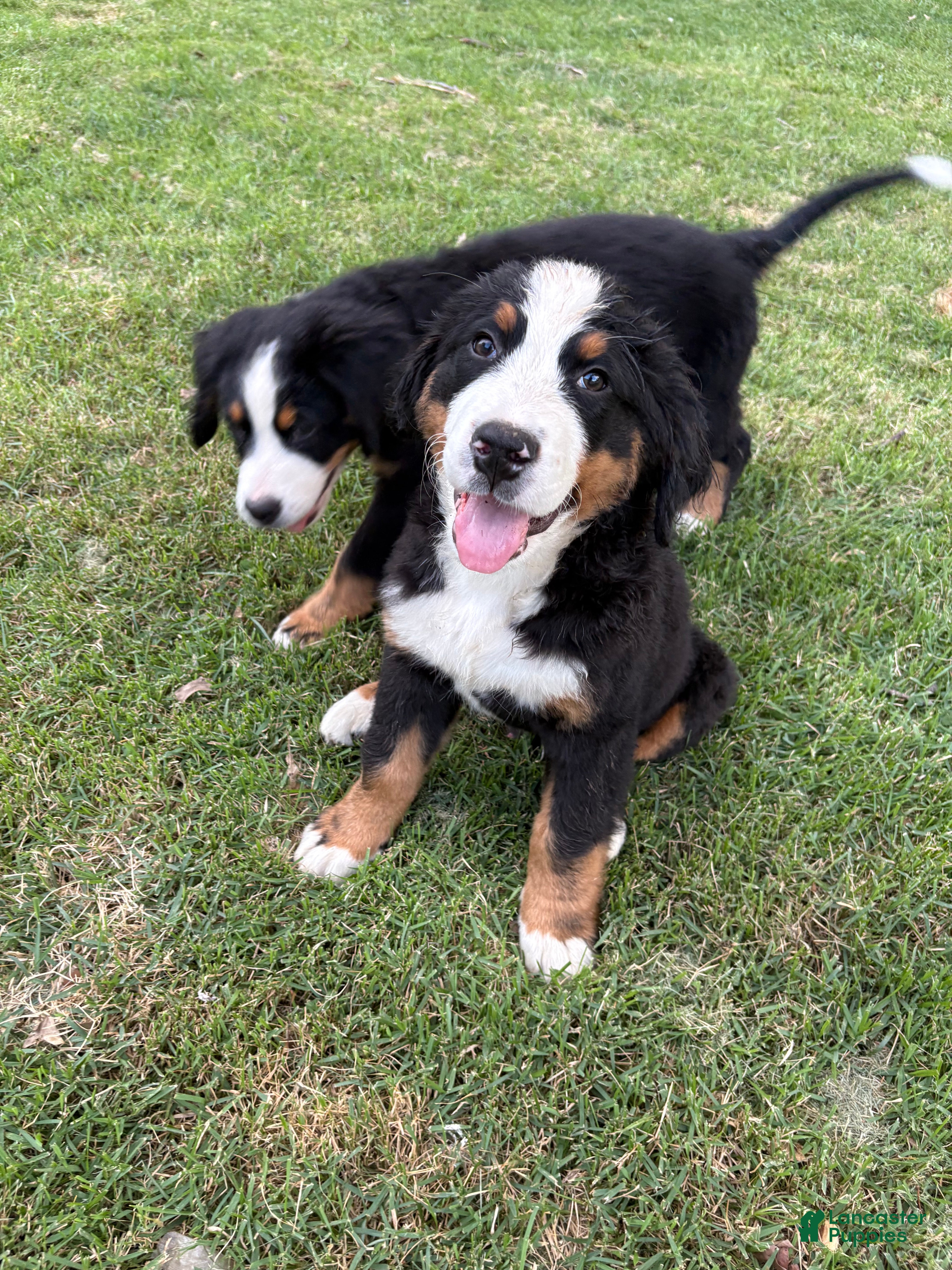 Bernese Mountain Dog dogs Charm  - Ad 1