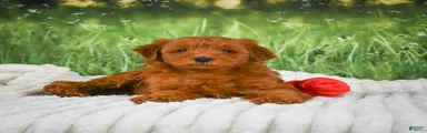Teddy