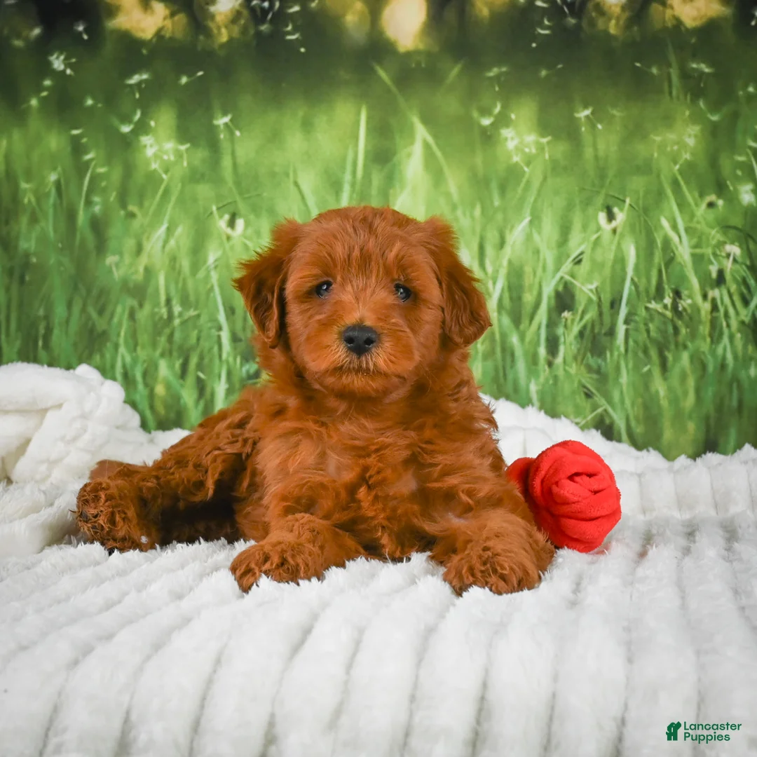 Mini Goldendoodle dogs for sale: Teddy - Ad 1