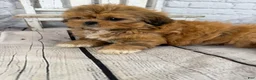 Shih Tzu dogs for sale: Dale - Ad 10