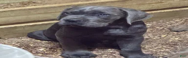 Cane Corso 5