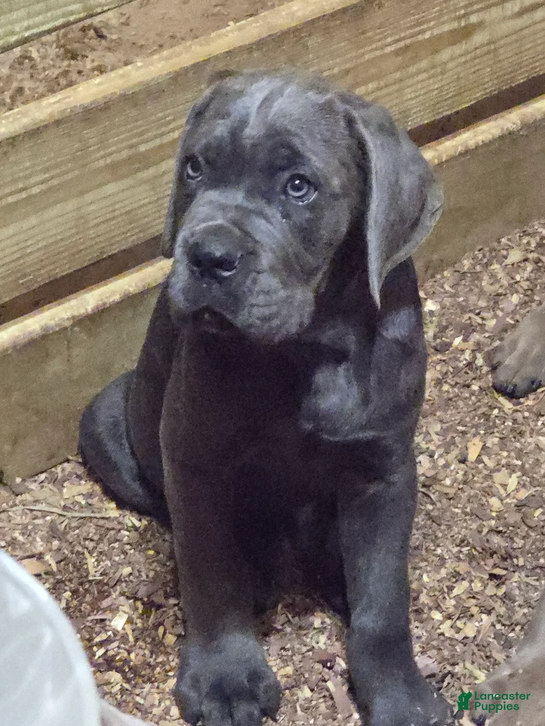 Cane Corso dogs for sale: Cane Corso 5 - Ad 1