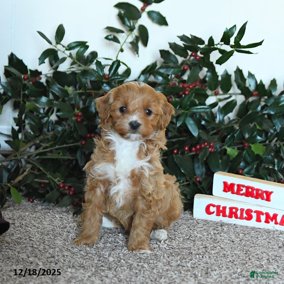 Mini Goldendoodle dogs for sale: Kiki - Ad 2