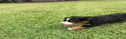 Bernese Mountain Dog dogs for sale: Bernese Mountain Dog 1 - Ad 27