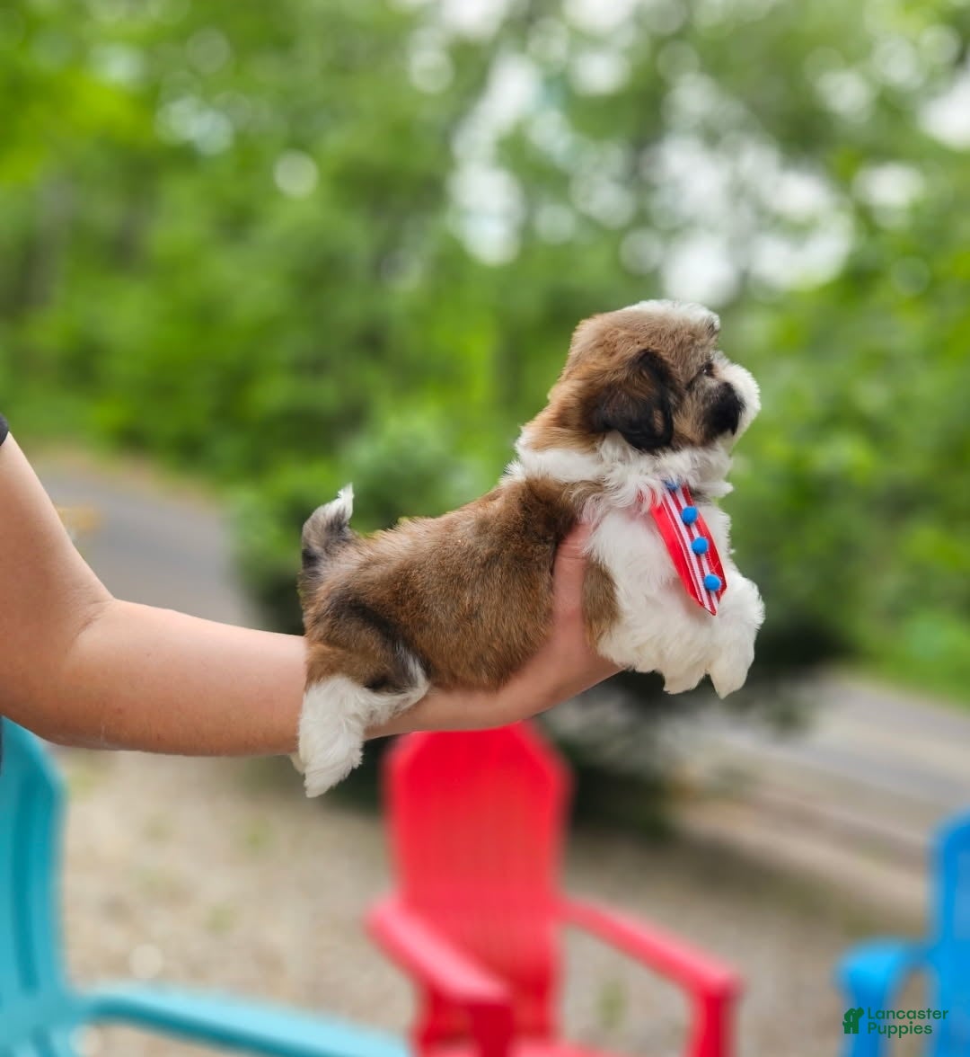 Shih Tzu dogs for sale: Shih Tzu Puppy 2 - Ad 4