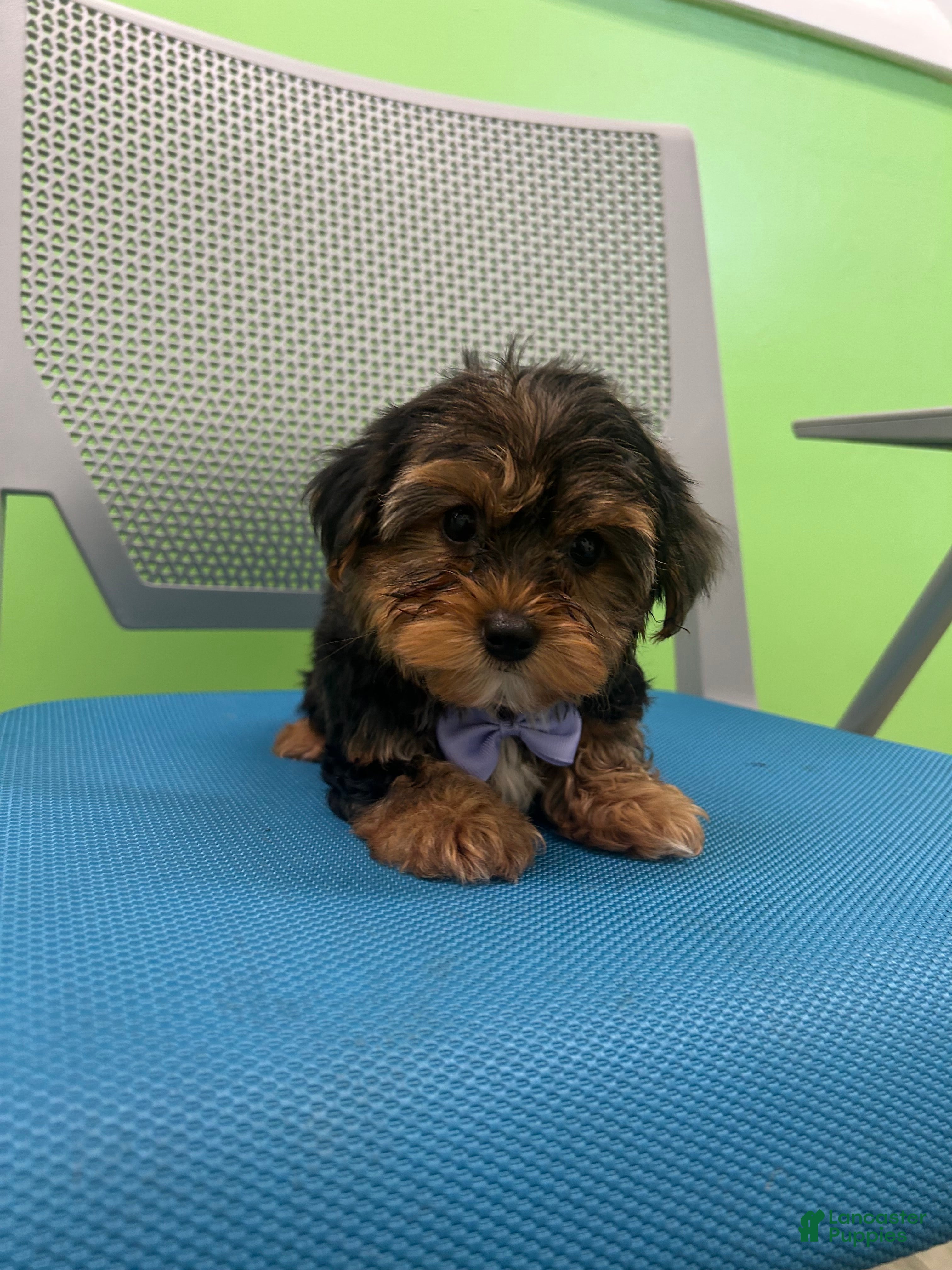 Yorkshire Terrier dogs Yorkshire Terrier Puppy 2 - Ad 7
