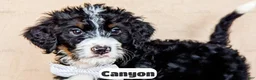 Bernedoodle dogs for sale: Canyon - Ad 8