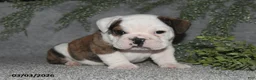 English Bulldog dogs for sale: Alonzo - Ad 2