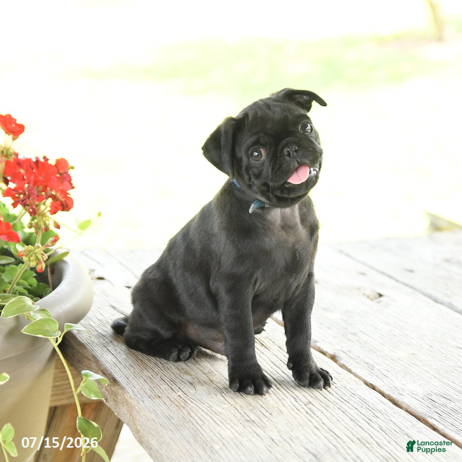 Pug dogs Marcas - Ad 2
