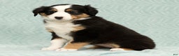 Australian Shepherd dogs for sale: Oakley - Ad 3