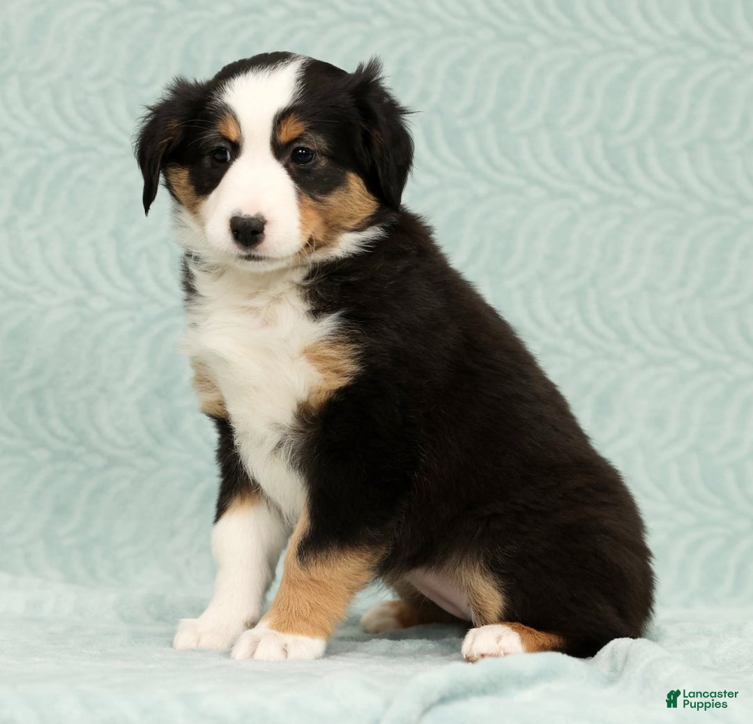 Australian Shepherd dogs for sale: Oakley - Ad 3