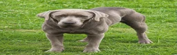 Labrador Retriever dogs for sale: Shelly - Ad 8