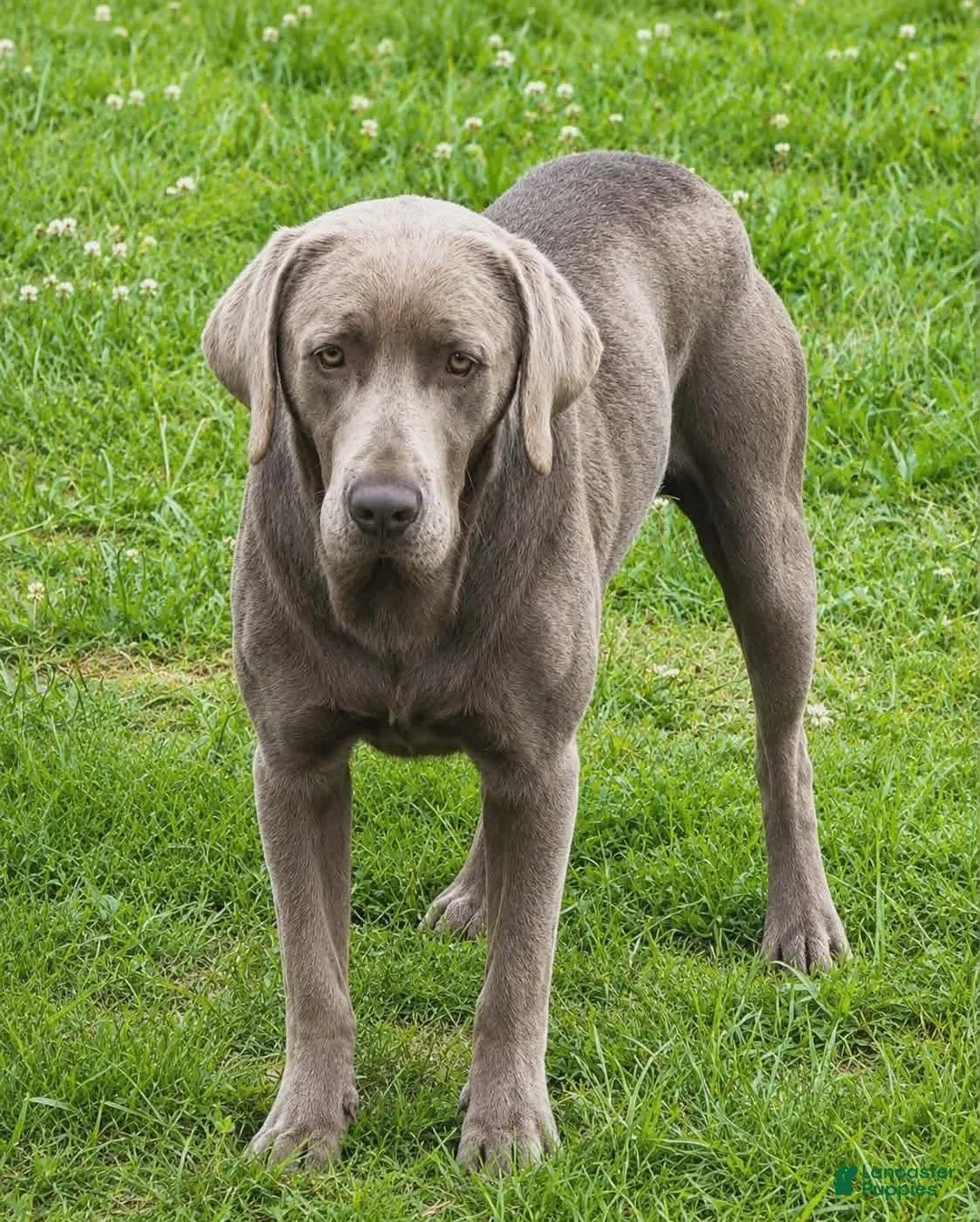Labrador Retriever dogs for sale: Shelly - Ad 8