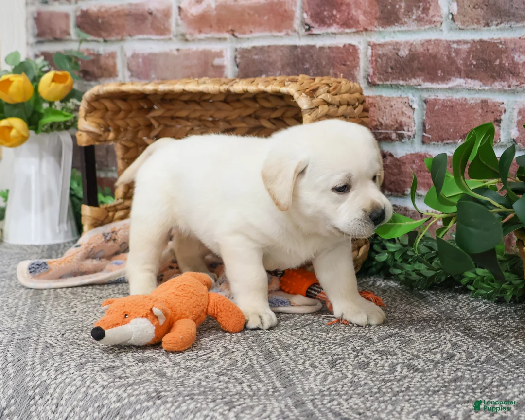 Labrador Retriever dogs for sale: Junior  - Ad 7