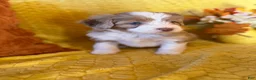 Mixed Breed dogs for sale: Marie - Ad 1