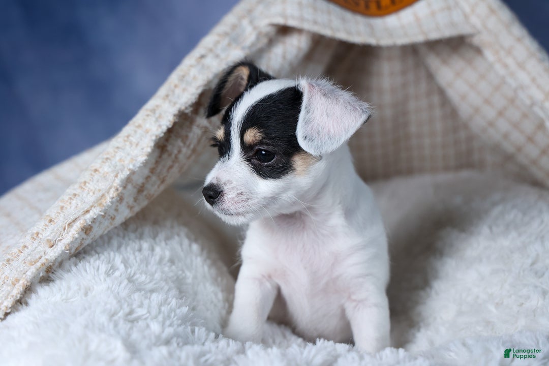 Chipoo dogs for sale: Kisses - Ad 14