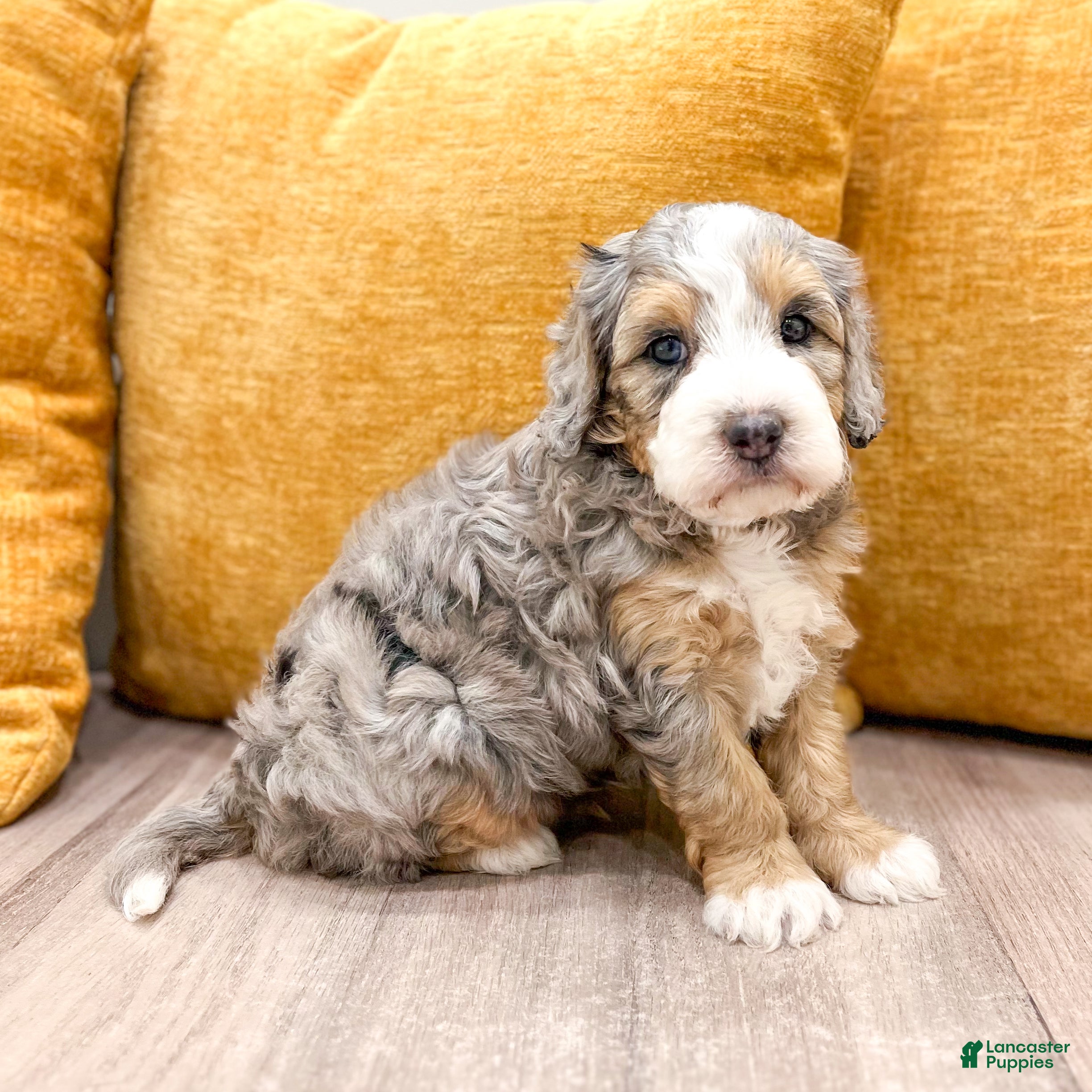 Mini Bernedoodle dogs Ashley - Micro Mini - Ad 2