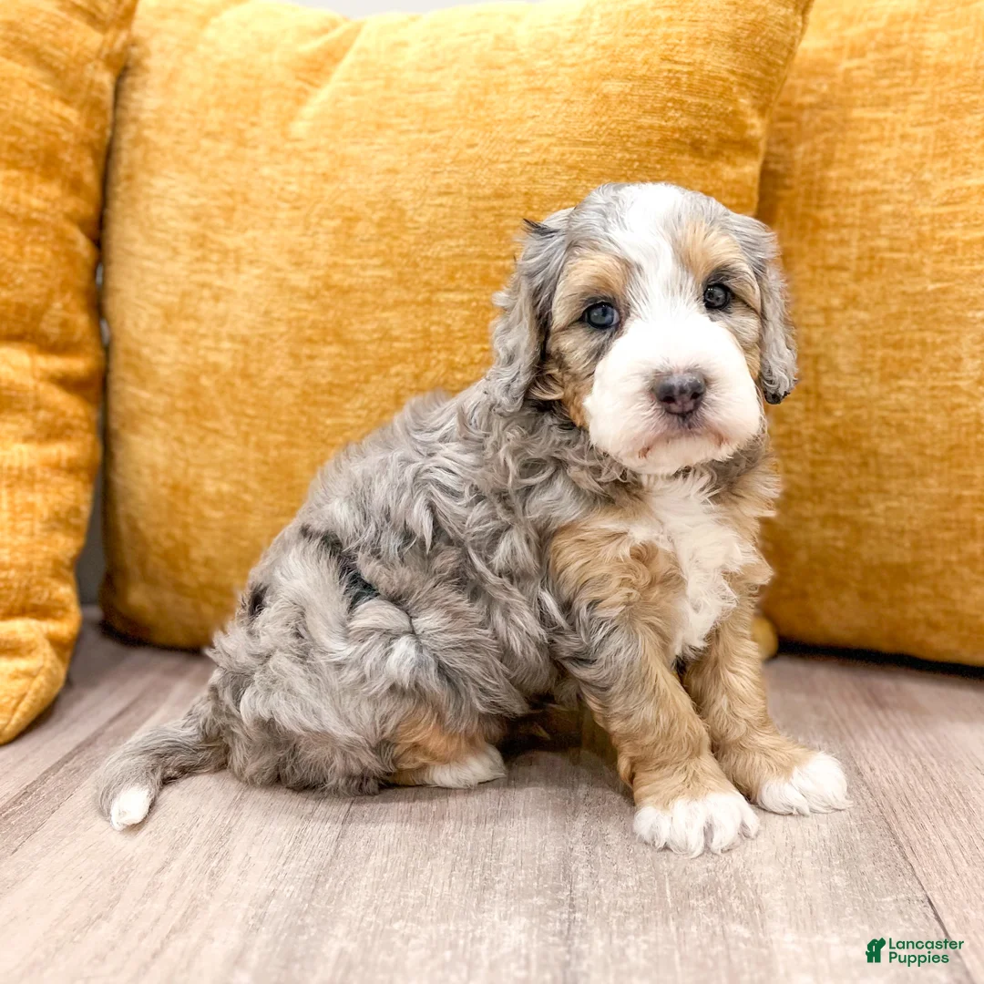 Mini Bernedoodle dogs for sale: Ashley - Micro Mini - Ad 2
